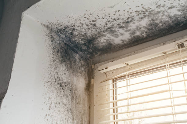 Affordable Mold Remediation solutions in Burgess, VA