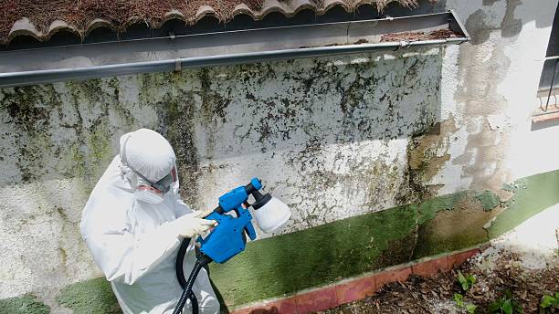 Top rated local Mold Remediation specialists in Burgess, VA